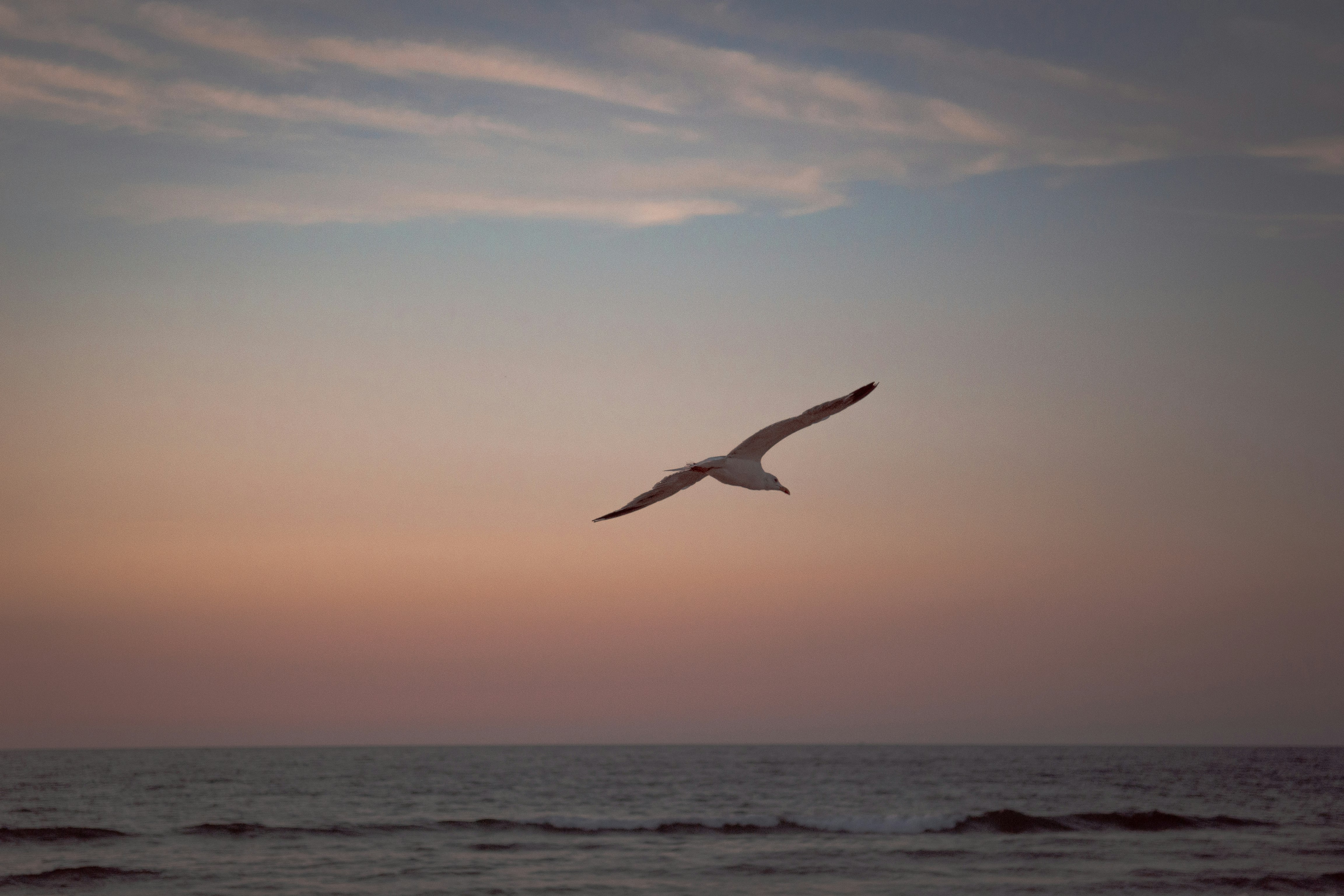 bird flying over the sea during daytime